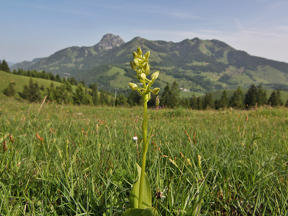 Orchis pallens in Oberbayern