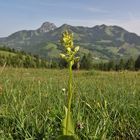 Orchis pallens in Oberbayern