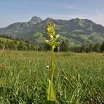 Orchis pallens in Oberbayern