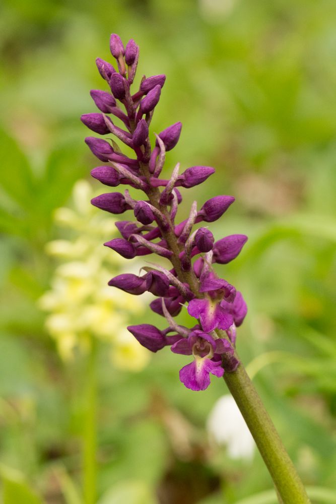 Orchis pallens/mascula Hybrid - ´´Hausknechtii´´ - Hessen/Rittmannsh.- 25.4.15