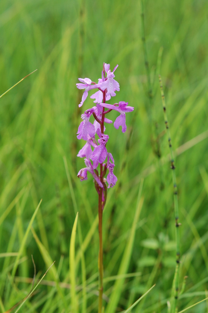 Orchis palustris Blütenstand