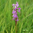 Orchis palustris Blütenstand