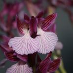 ORCHIS PAPILIONACEA