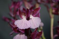 ORCHIS PAPILIONACEA