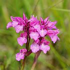 Orchis papillon