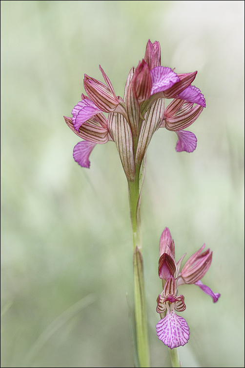 Orchis papillon 