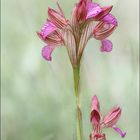 Orchis papillon 