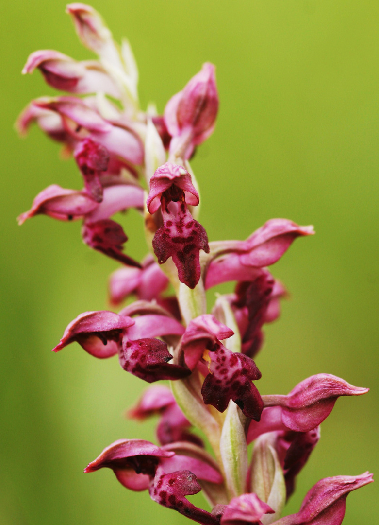 Orchis parfumé...