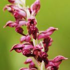 Orchis parfumé...