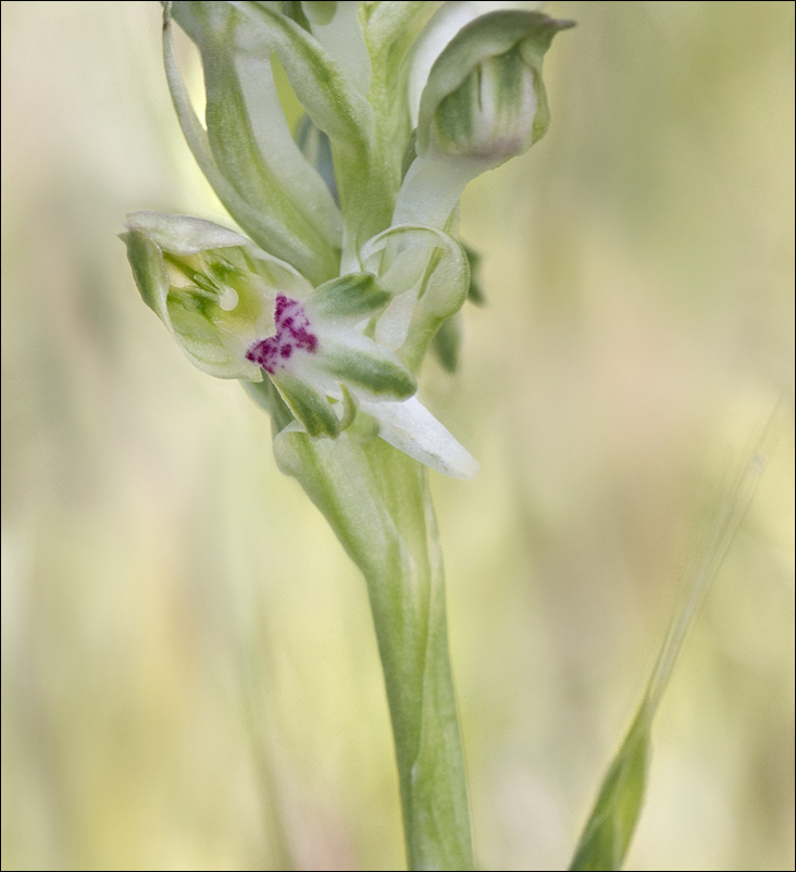 Orchis parfumé 