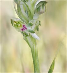 Orchis parfumé 