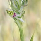 Orchis parfumé 