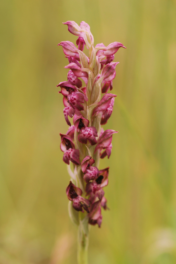 Orchis parfumé...