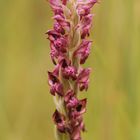 Orchis parfumé...