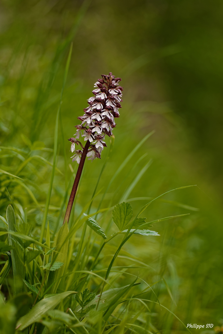 ORCHIS POURPRE