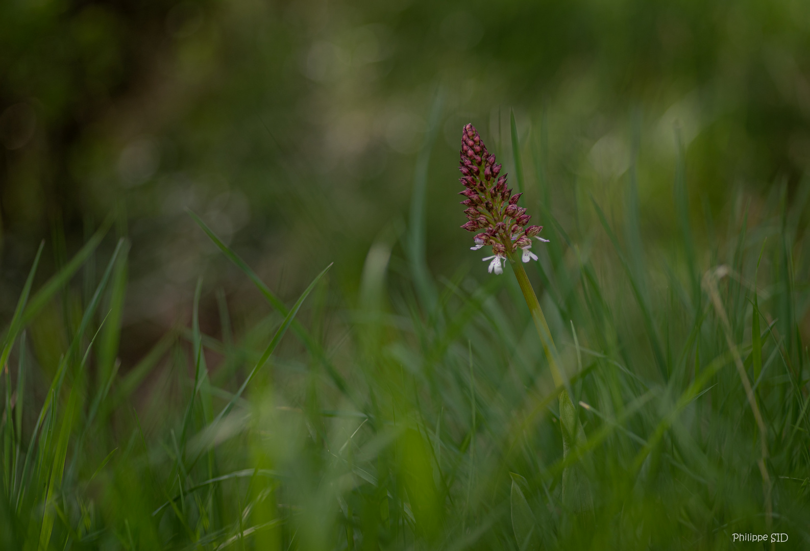 Orchis Pourpre