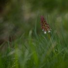 Orchis Pourpre