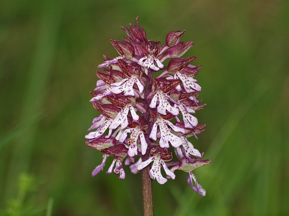 Orchis pourpre