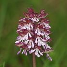 Orchis pourpre