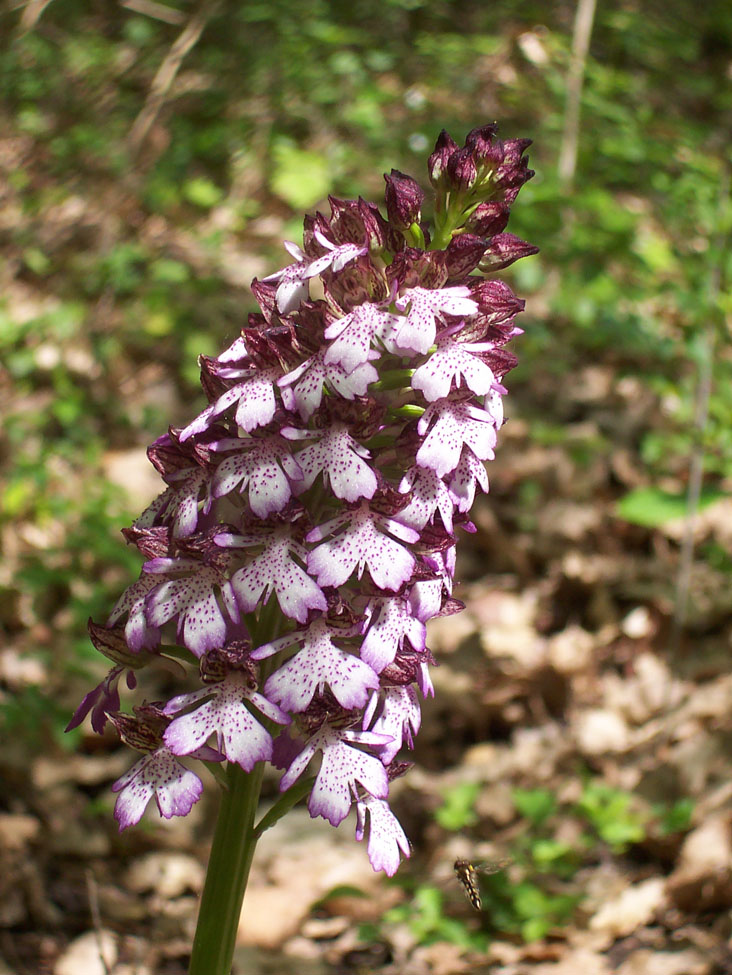 orchis pourpre