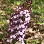 orchis pourpre