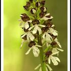 Orchis pourpre...