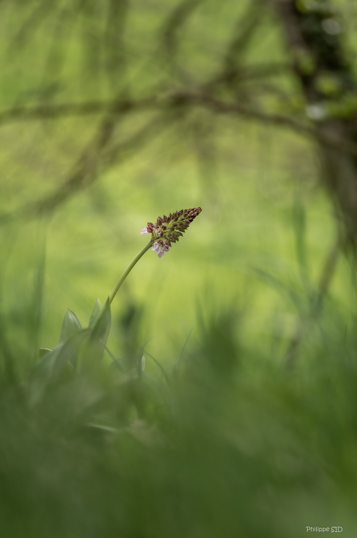 Orchis Pourpre