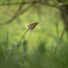 Orchis Pourpre