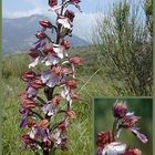 Orchis pourpre