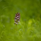 ORCHIS POURPRE