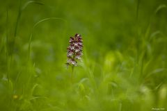 ORCHIS POURPRE