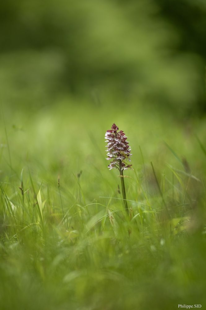 ORCHIS POURPRE