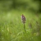 ORCHIS POURPRE