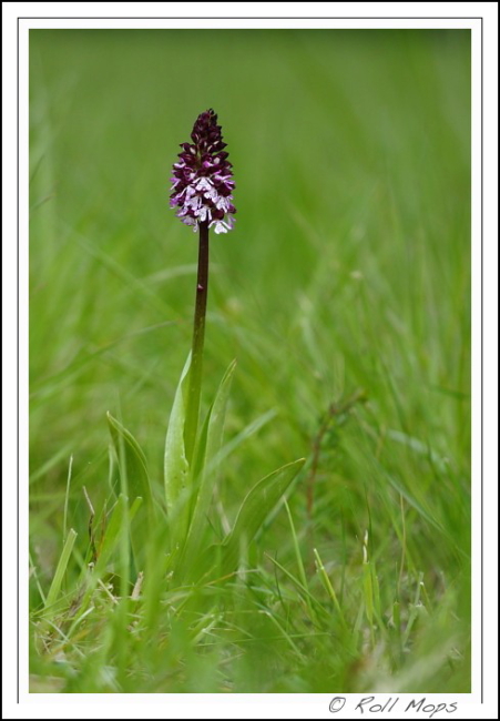 Orchis pourpre