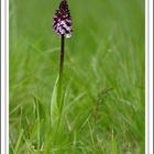 Orchis pourpre