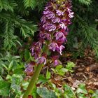 Orchis pourpre  --  Orchis purpurea