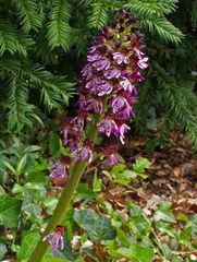 Orchis pourpre  --  Orchis purpurea