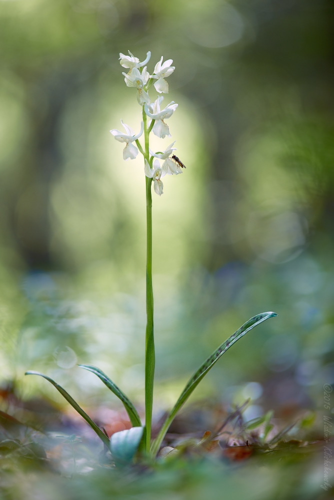 Orchis provincialis