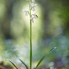 Orchis provincialis