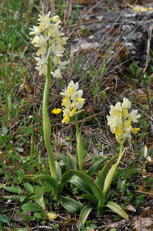 Orchis provincialis, Orchis pauciflora