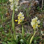 Orchis provincialis, Orchis pauciflora