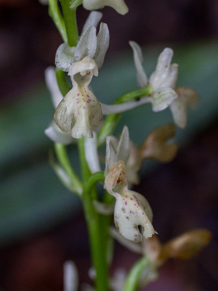 Orchis provincialis_Heinz Schaub