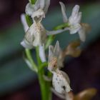 Orchis provincialis_Heinz Schaub