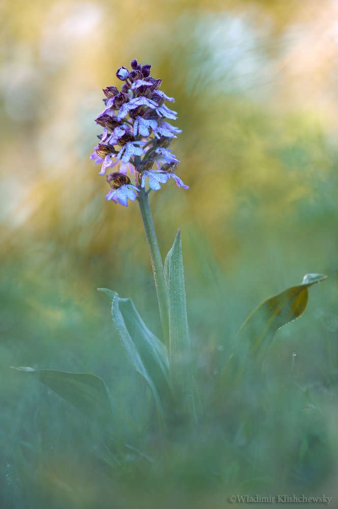 Orchis purpurea