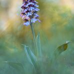 Orchis purpurea