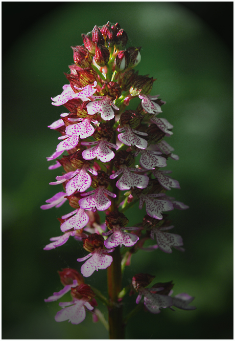 Orchis purpurea