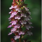 Orchis purpurea