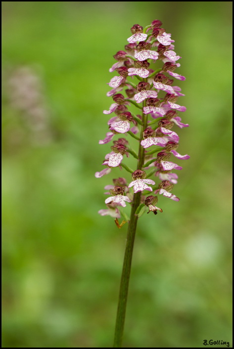 Orchis purpurea