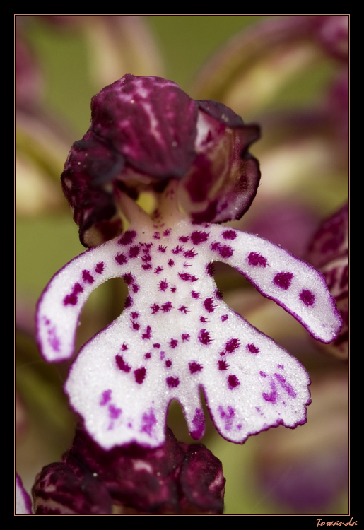 Orchis purpurea