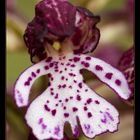 Orchis purpurea